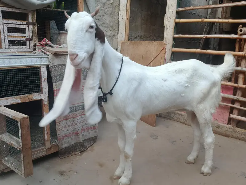 bakri goats  goats Bakri farme bakri goat farming gulabi bakri — photo 2