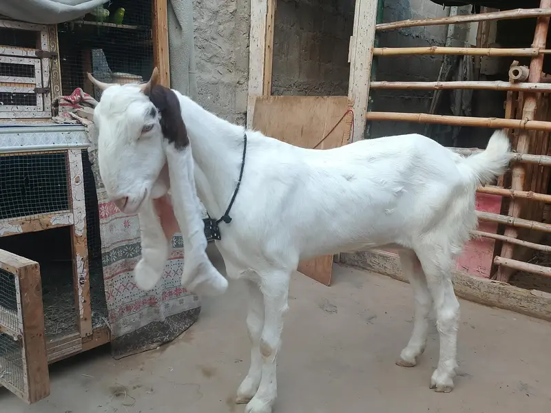 bakri goats  goats Bakri farme bakri goat farming gulabi bakri — photo 3