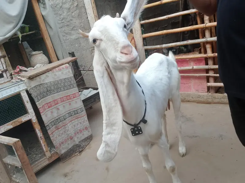 bakri goats  goats Bakri farme bakri goat farming gulabi bakri — photo 4