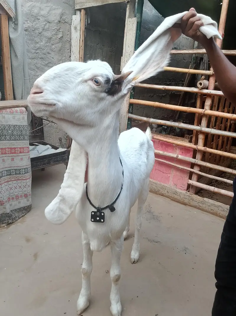 bakri goats  goats Bakri farme bakri goat farming gulabi bakri — photo 5