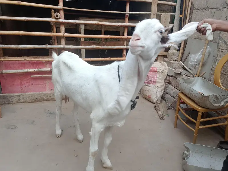 bakri goats  goats Bakri farme bakri goat farming gulabi bakri — photo 6
