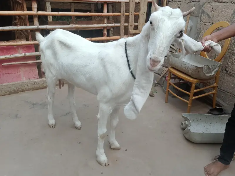 bakri goats  goats Bakri farme bakri goat farming gulabi bakri — photo 7