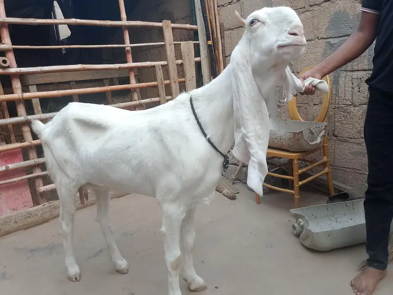 bakri goats  goats Bakri farme bakri goat farming gulabi bakri — photo 8
