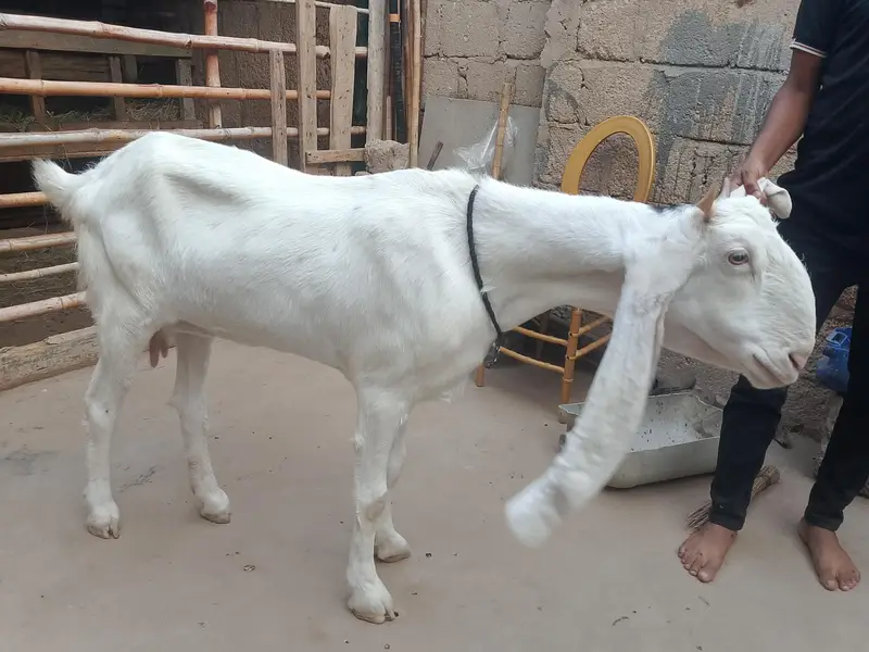 bakri goats  goats Bakri farme bakri goat farming gulabi bakri — photo 9