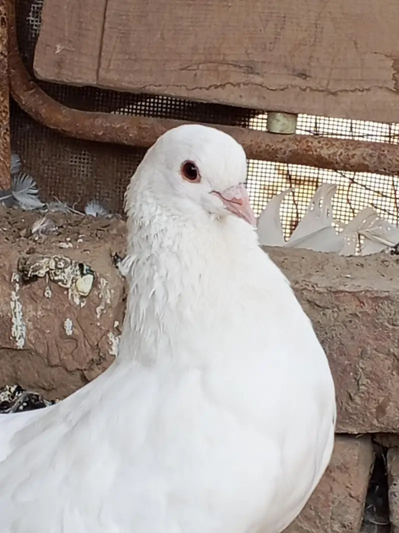 Lakki Pigeons — photo 2