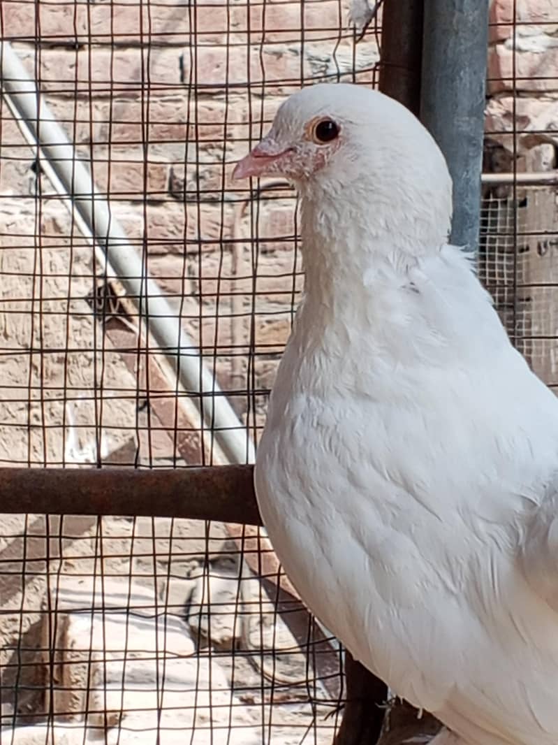 Lakki Pigeons 2