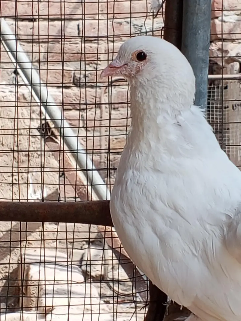 Lakki Pigeons — photo 3
