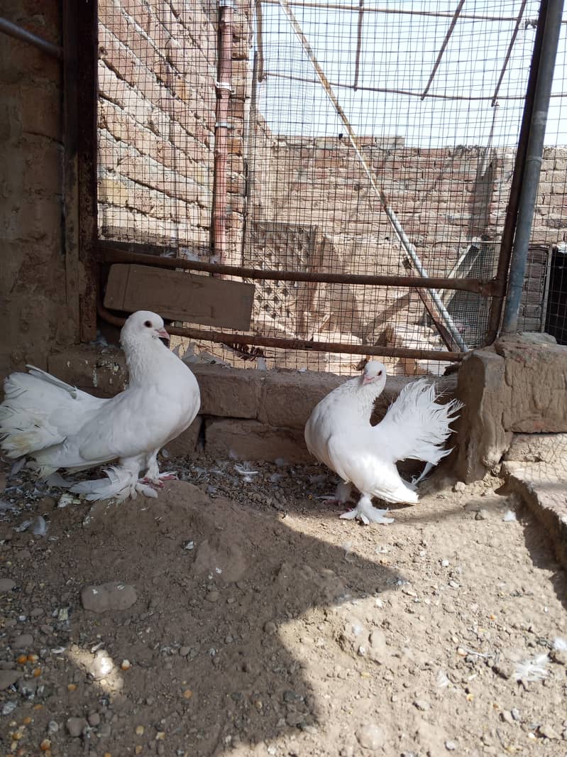 Lakki Pigeons 3