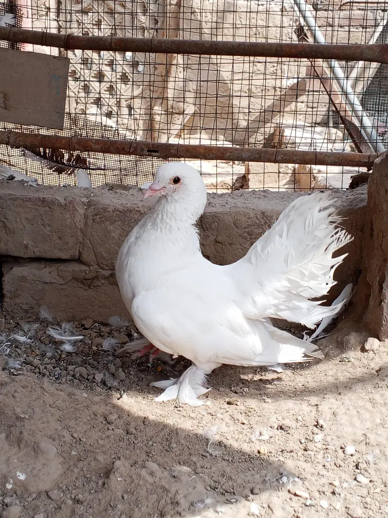 Lakki Pigeons — photo 5