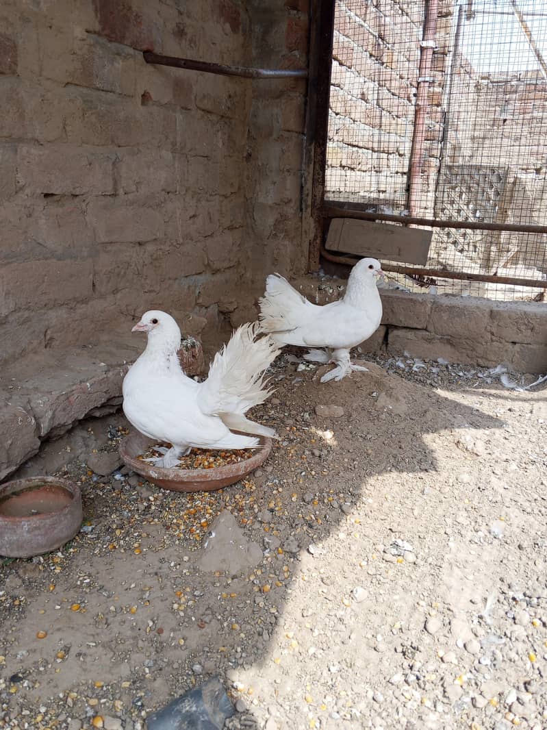 Lakki Pigeons 5