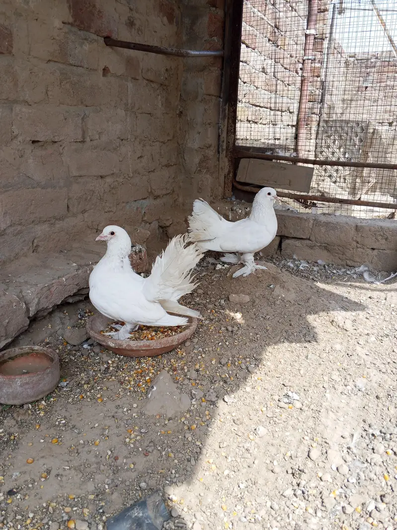 Lakki Pigeons — photo 6
