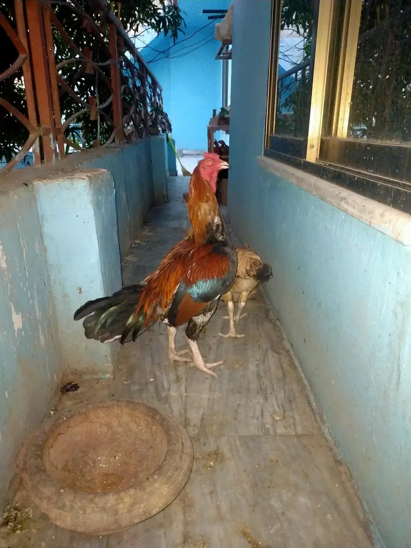 mian wali pure Aseel — photo 4