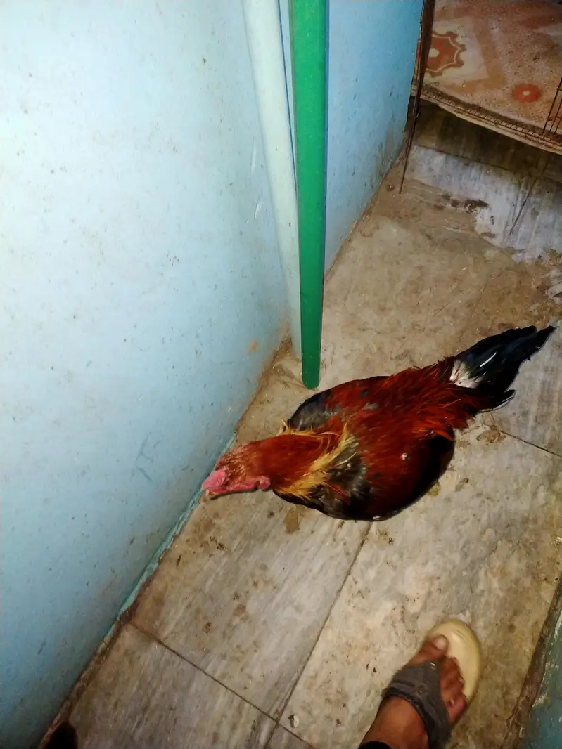 mian wali pure Aseel — photo 5