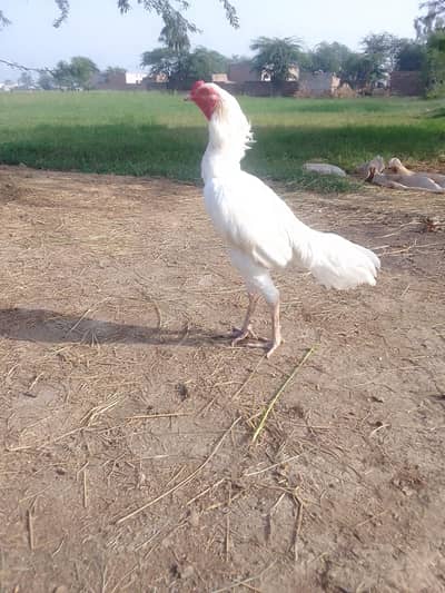 aseel brand