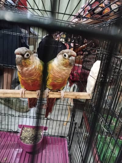 yellow sided green cheek conure breeder pair
