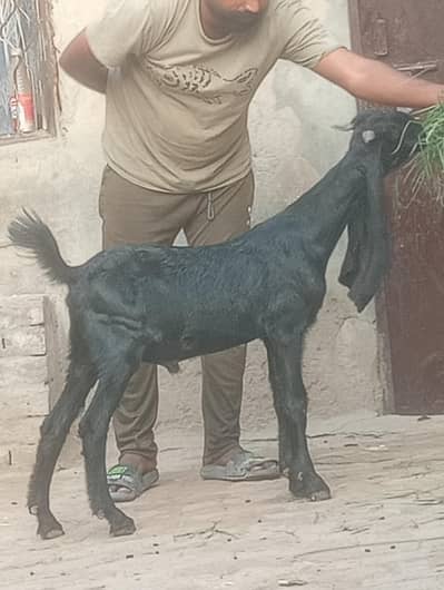 betal kheera bakra for sale