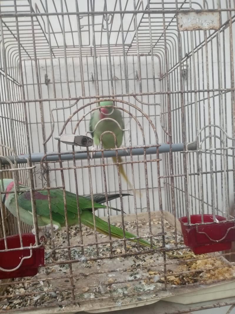 برائے فروخت 0