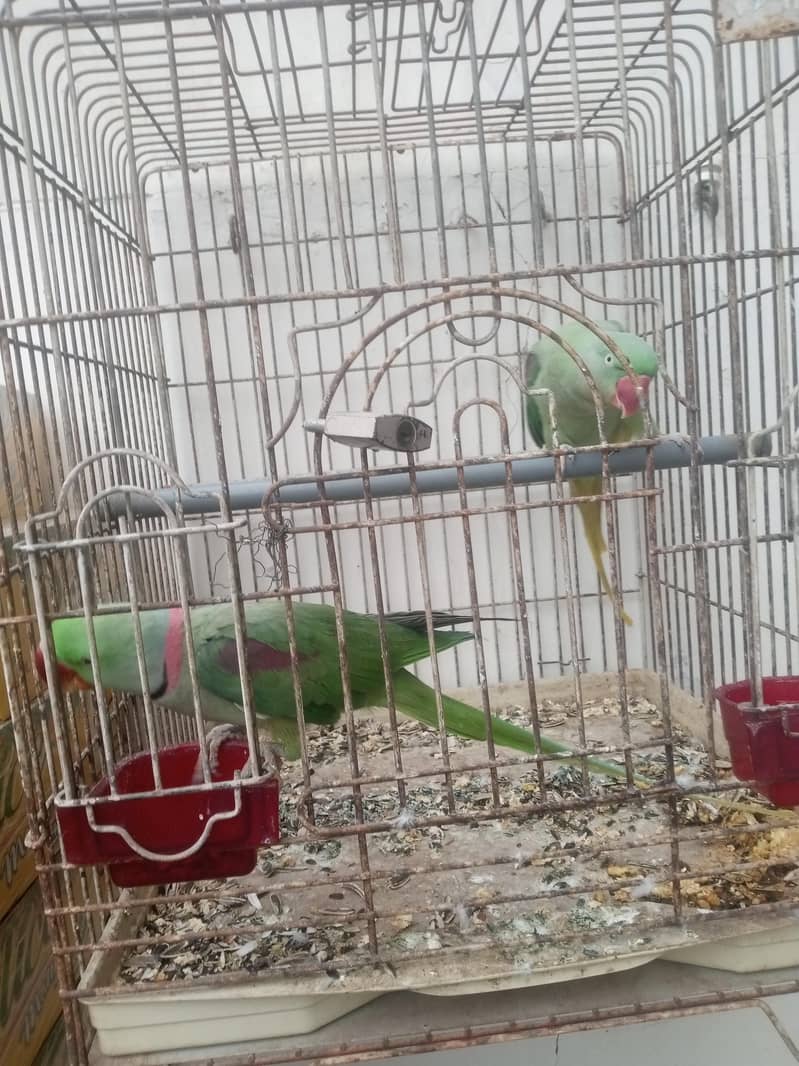 برائے فروخت 1