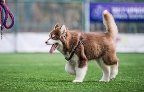 Siberian Husky Male puppy Available