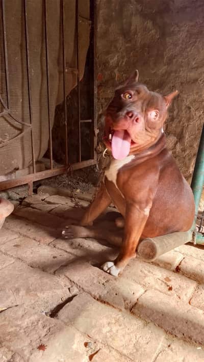 Healthy, Friendly & Fully Tamed Pit Bull