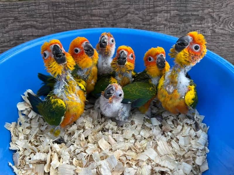 sun conore parrot chicks 0