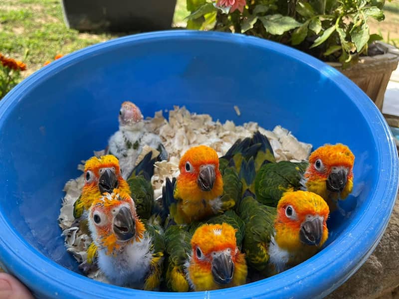 sun conore parrot chicks 1