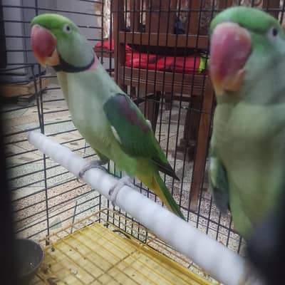 row Kashmiri Phari breeder pair