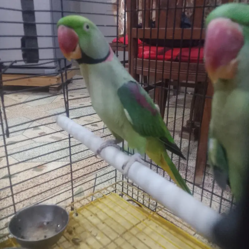 row Kashmiri Phari breeder pair — photo 2