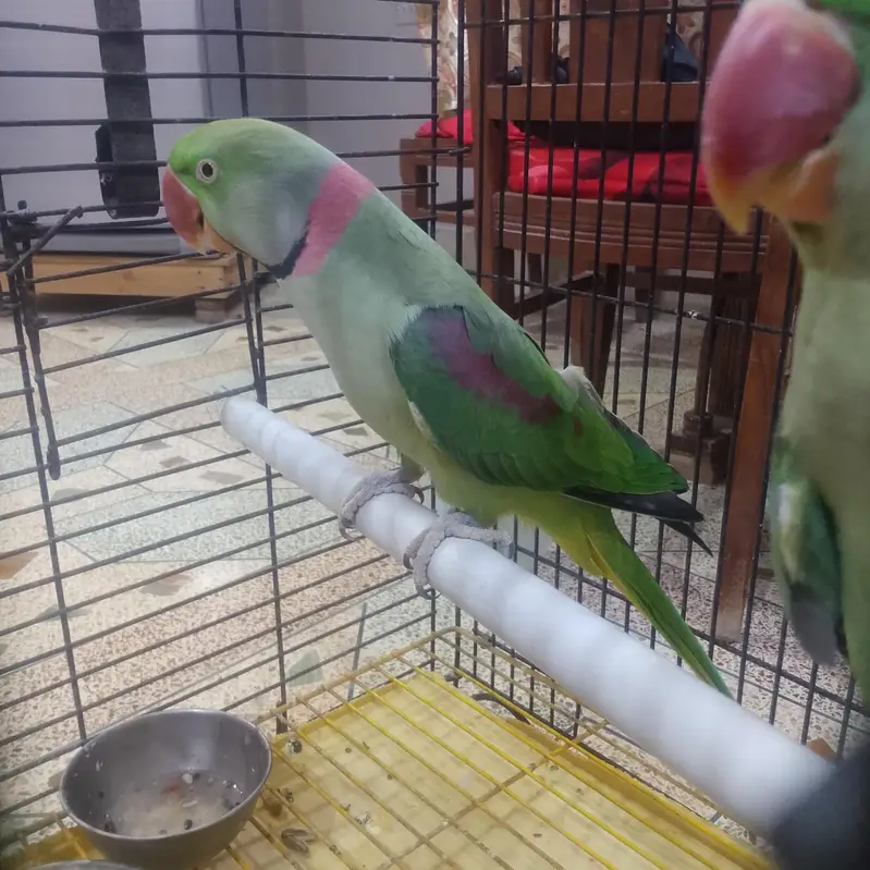 row Kashmiri Phari breeder pair — photo 3