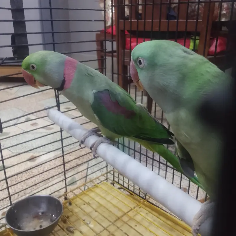 row Kashmiri Phari breeder pair — photo 4