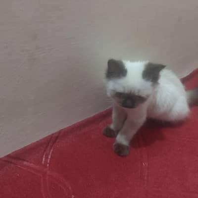 cat for sale