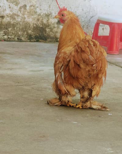 Golden Bantam male