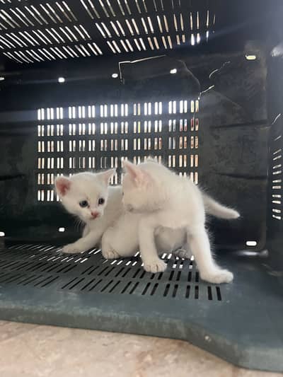 سفید خوبصورت بلی کے بچے — White Kitt