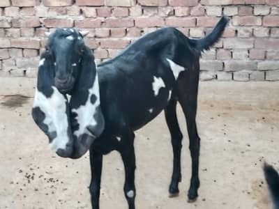 pure betal bakri female