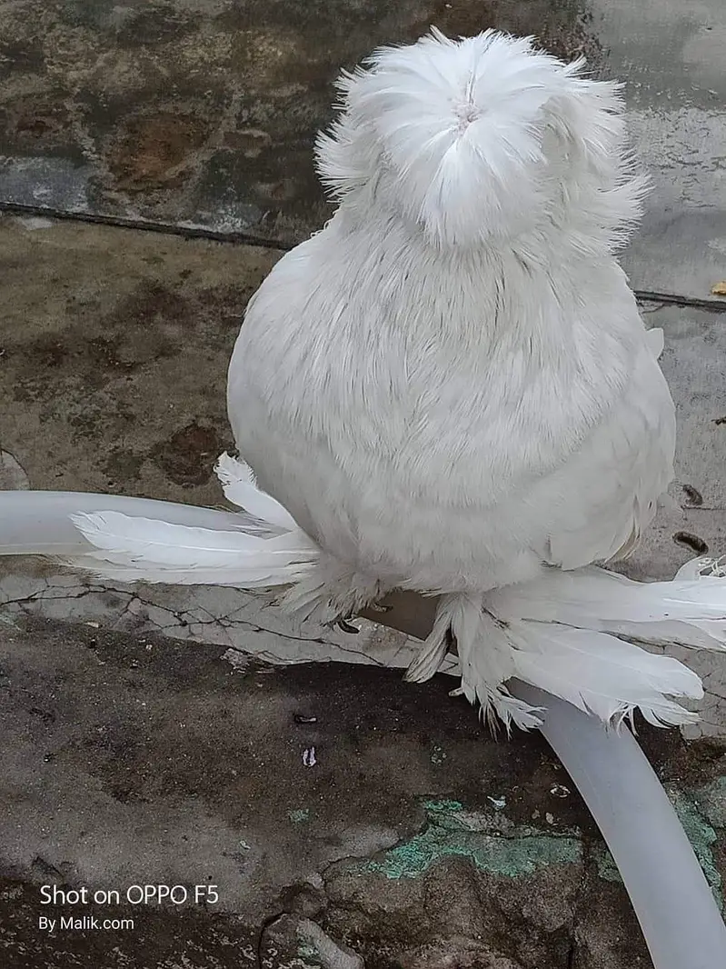 Bokhara Trumpeter — photo 2