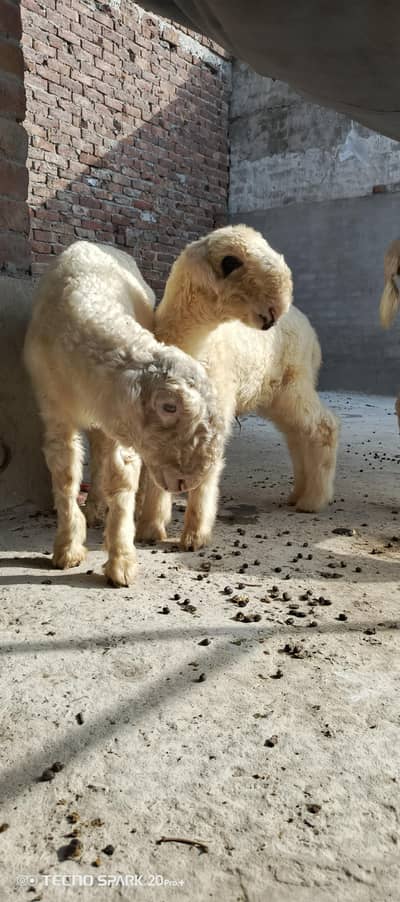 Mundara bacha
