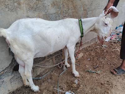 goat for sale