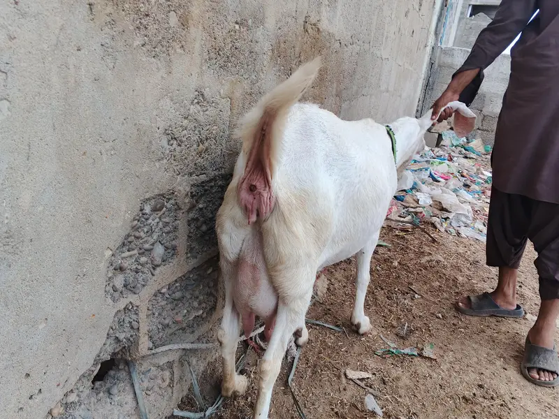 goat for sale — photo 2