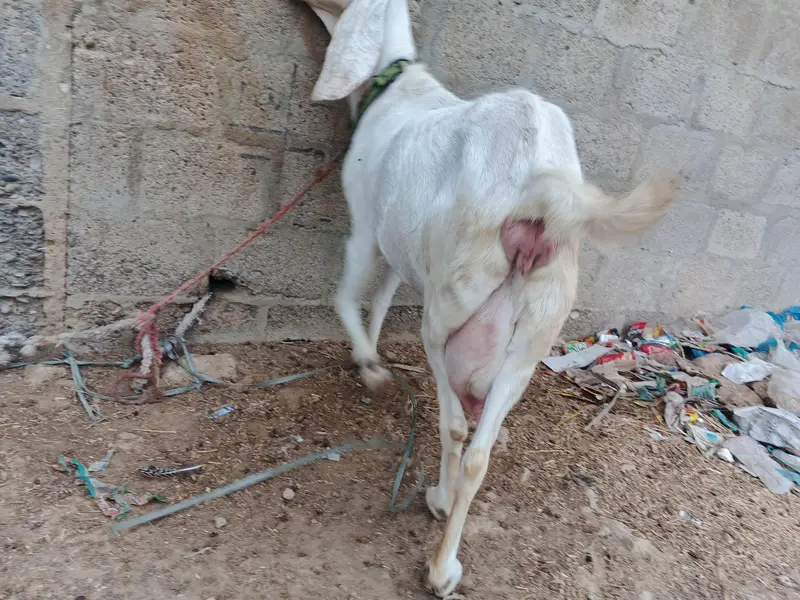 goat for sale — photo 3
