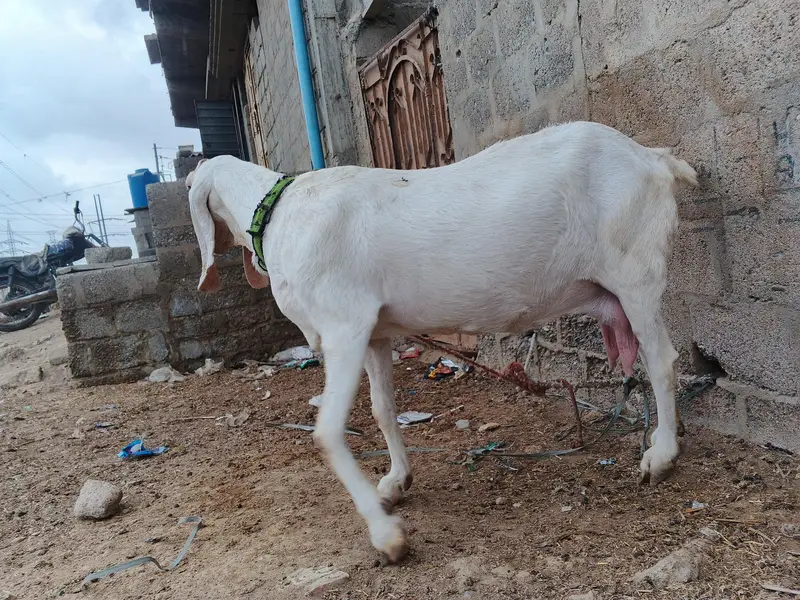 goat for sale — photo 4