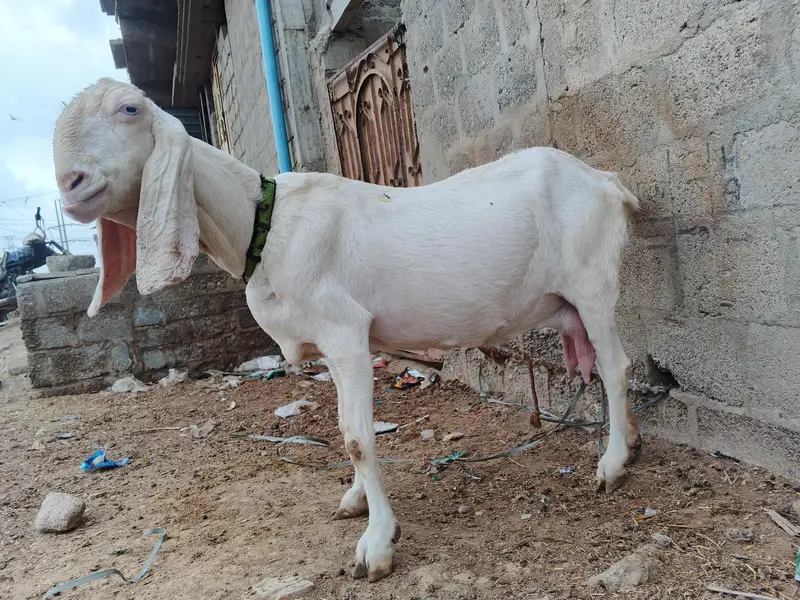 goat for sale — photo 5