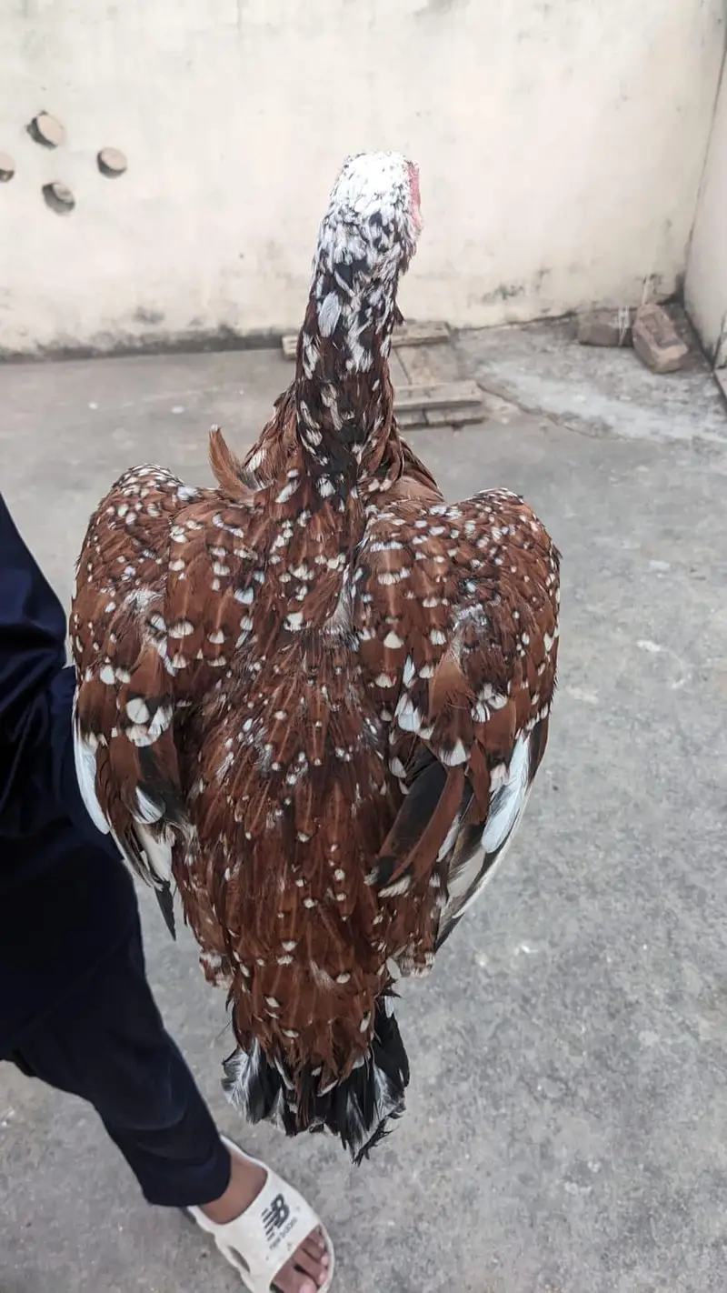 3 aseel madiyan — photo 6
