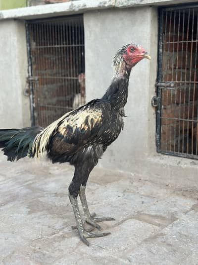 Long height thai aseel patha for sale