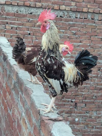 Desi murga