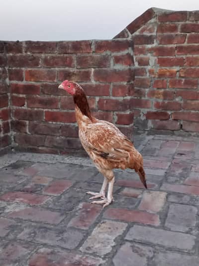 old blood line breeder aseel murghi for sale