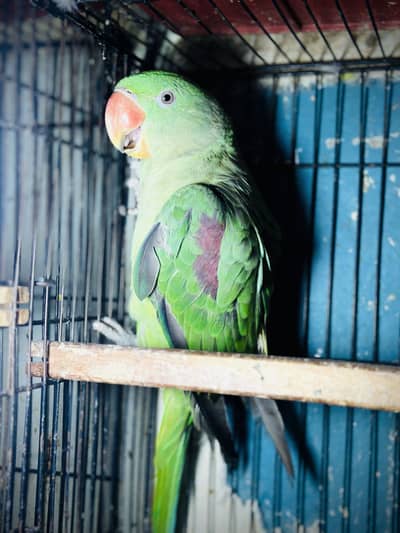 Kashmiri raw parrot