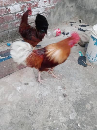 hen pair . murgi . murga