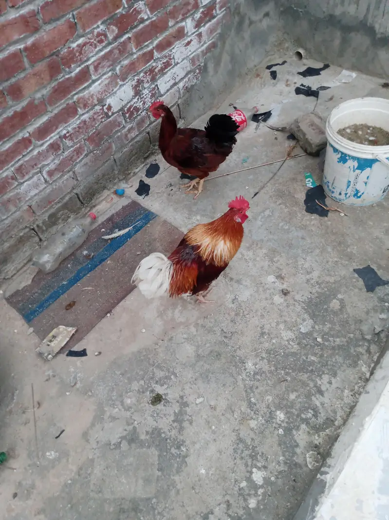 hen pair . murgi . murga — photo 2
