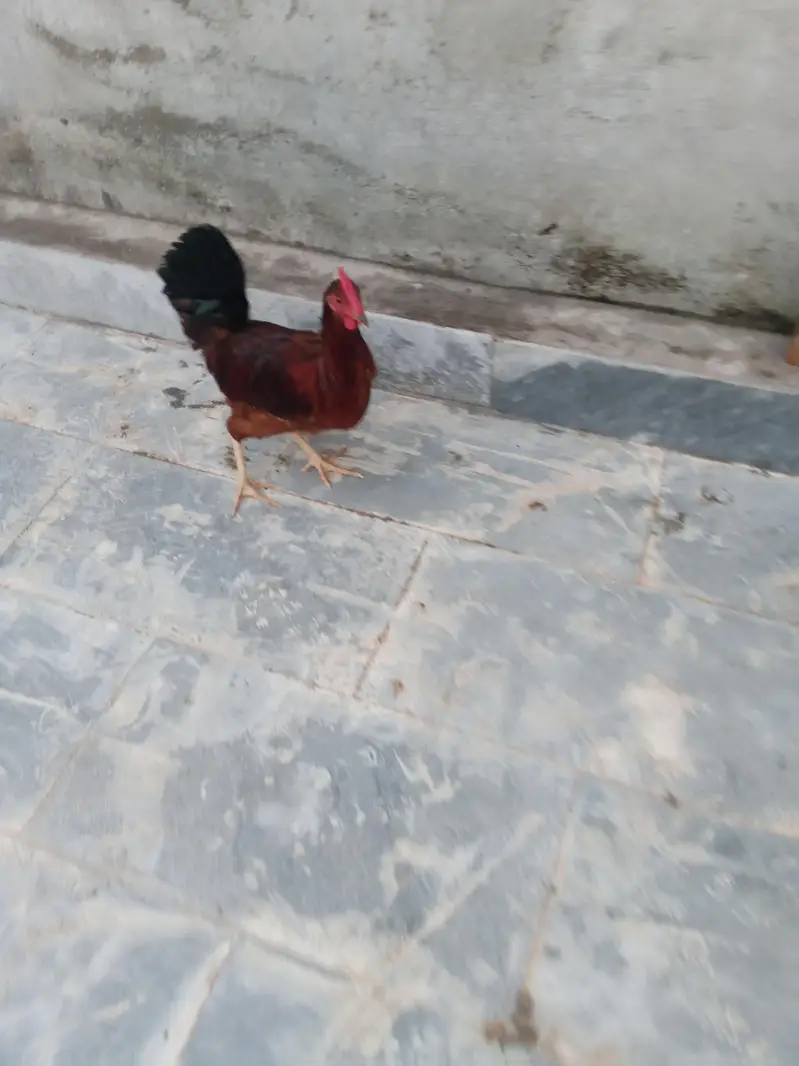 hen pair . murgi . murga — photo 3