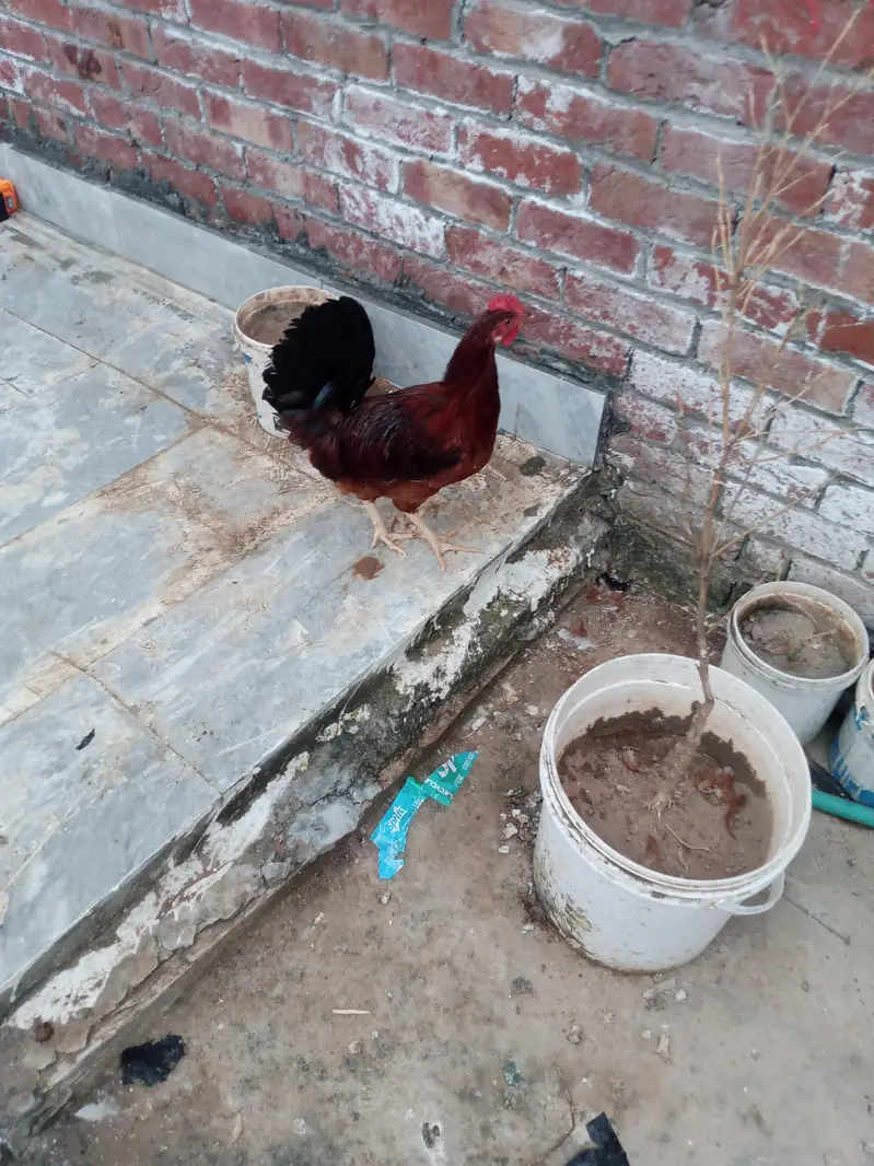 hen pair . murgi . murga — photo 4